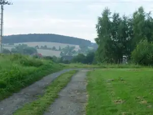 v pozadí les plný hub