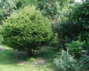 iris66 — 18. srpna 2011