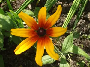 iris66 — 18. srpna 2011