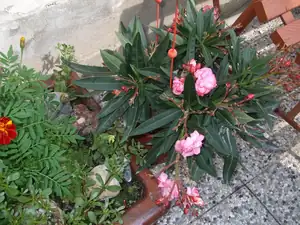 oleandr