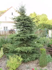 Smrk