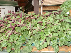 Plectrantus