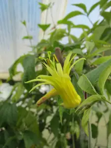 Citrina