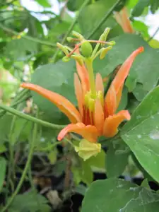 Aurantia