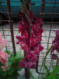mečík POLLUX exotic ing.Václavík