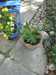 oleandřík