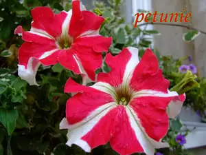 iris66 — 23. srpna 2011