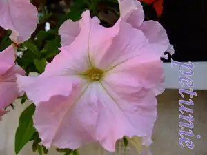 iris66 — 23. srpna 2011