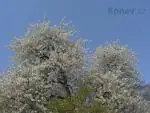 To jaro je doopravdy kr