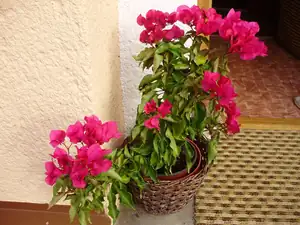 Bugenvilla