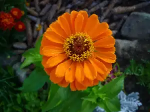 cínie