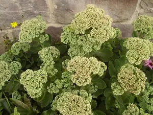 Sedum