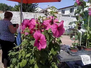 iris66 — 28. srpna 2011