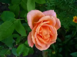 oranž