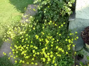 Bidens