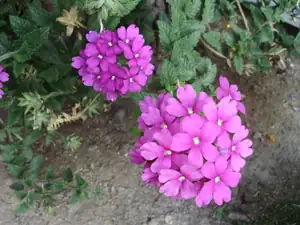 Verbena