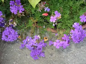 Verbena