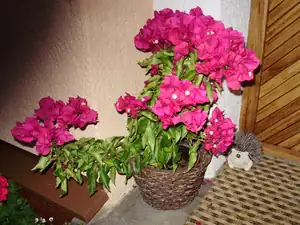 Bugenvilla