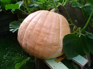 Goliáš