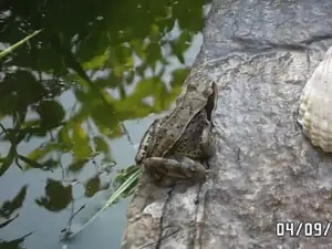žabka v jezírku