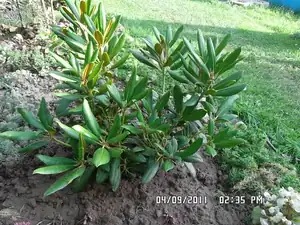 rhododendron