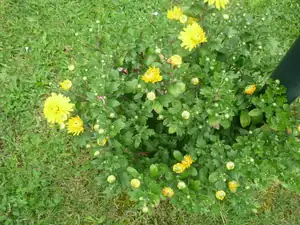 vykvetla listopadka