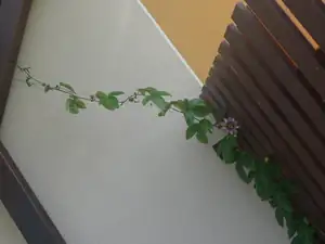 Kaiserin Eugenie na terase - tak 4 metry 🙂