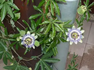 Passiflora nejobyčejnější, ale kvete neúnavně 🙂
