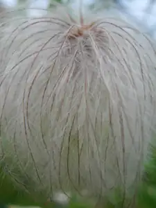 Dědeček v paruce, jinak Clematis Tangutica