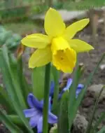 Narcis