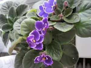 Fialka