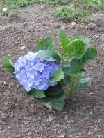 Hortenzie