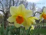 Narcis