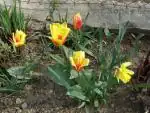 Dvoubarevné tulipány