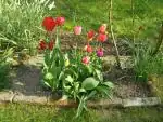 Tulipány