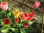 Tulipány