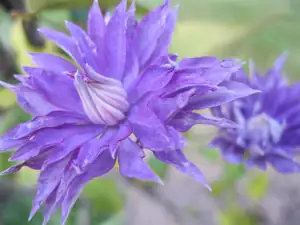 15.9.2011 Clematis