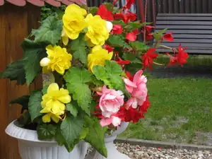 15.9.2011 Begonie