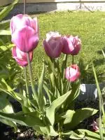29.04.2010