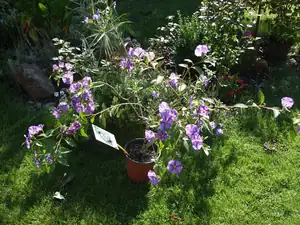 iris66 — 15. září 2011