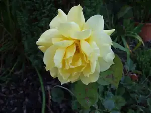 iris66 — 15. září 2011