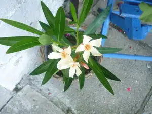 oleandr