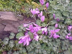 60 — 18. září 2011