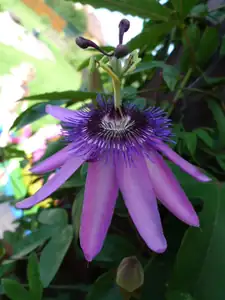 DOTAZ - JE TO VIOLACEAE nebo LADY PATRICK ?