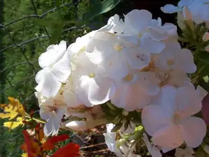 Floxka