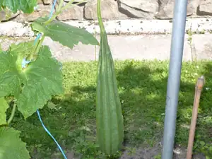 kosnikovna — 20. září 2011
