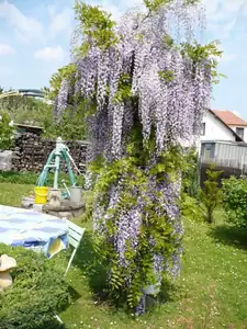 rozkvetla vistarie
