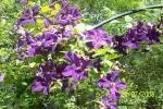 clematis