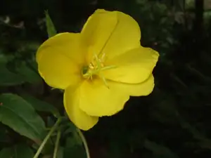 iris66 — 22. září 2011