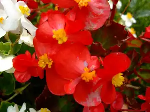 iris66 — 22. září 2011